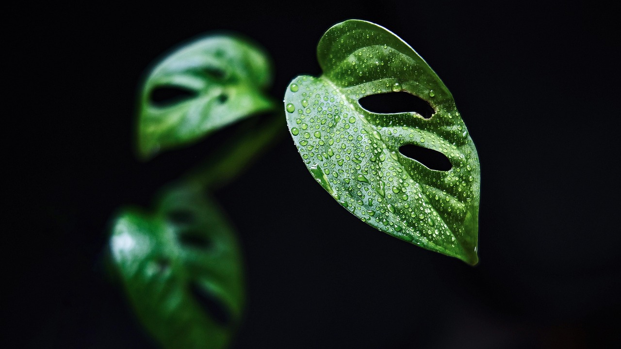 Pothos met glanzende bladeren op houten plank. Pothos met glanzende bladeren op houten plank.