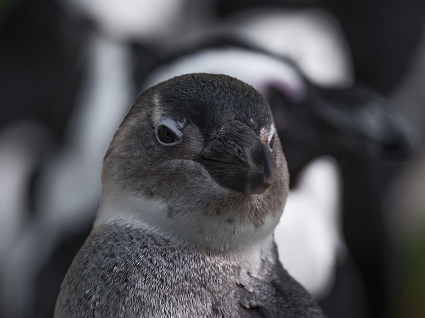 Kleurrijke pinguïnkunst aan muur van kinderkamer.